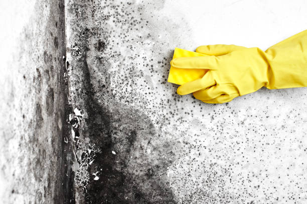 Best Mold Inspection  in Tequesta, FL