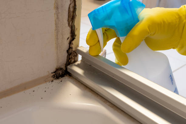 Mold Testing and Removal in Tequesta, FL