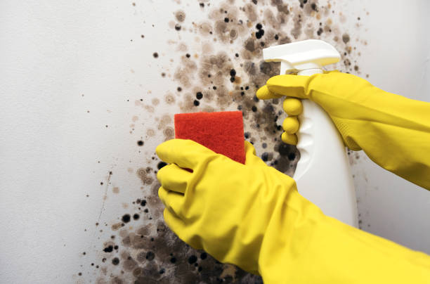 Best Mold Damage Repair  in Tequesta, FL