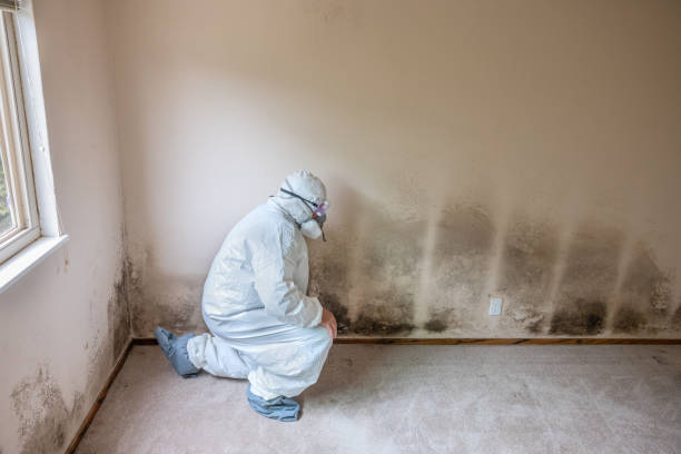 Best Commercial Mold Removal  in Tequesta, FL