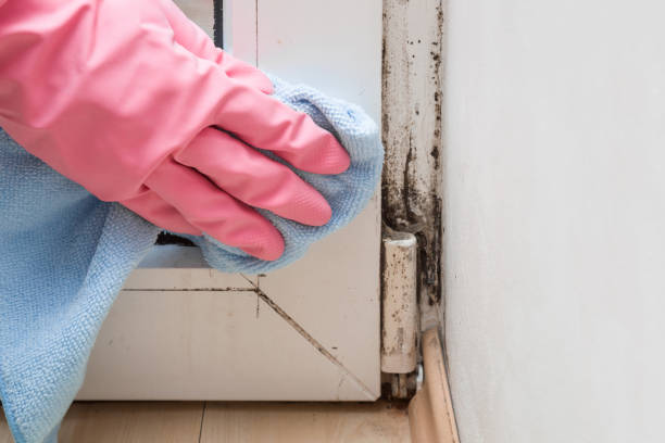 Best Mold Remediation  in Tequesta, FL